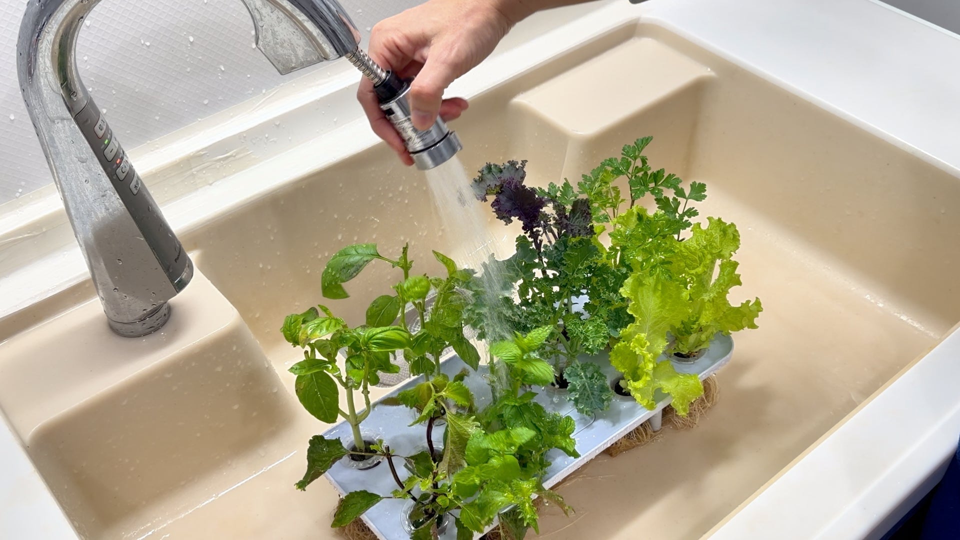 植物もシャワーでリフレッシュ