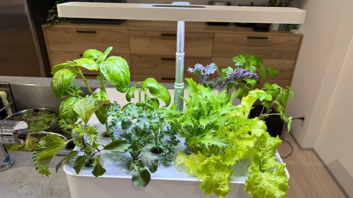 水耕栽培 おすすめ植物と液肥