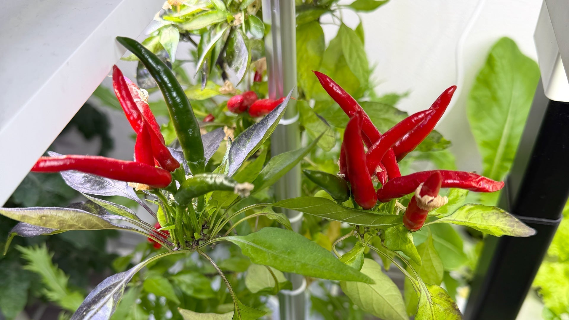 本鷹の爪を収穫しました!