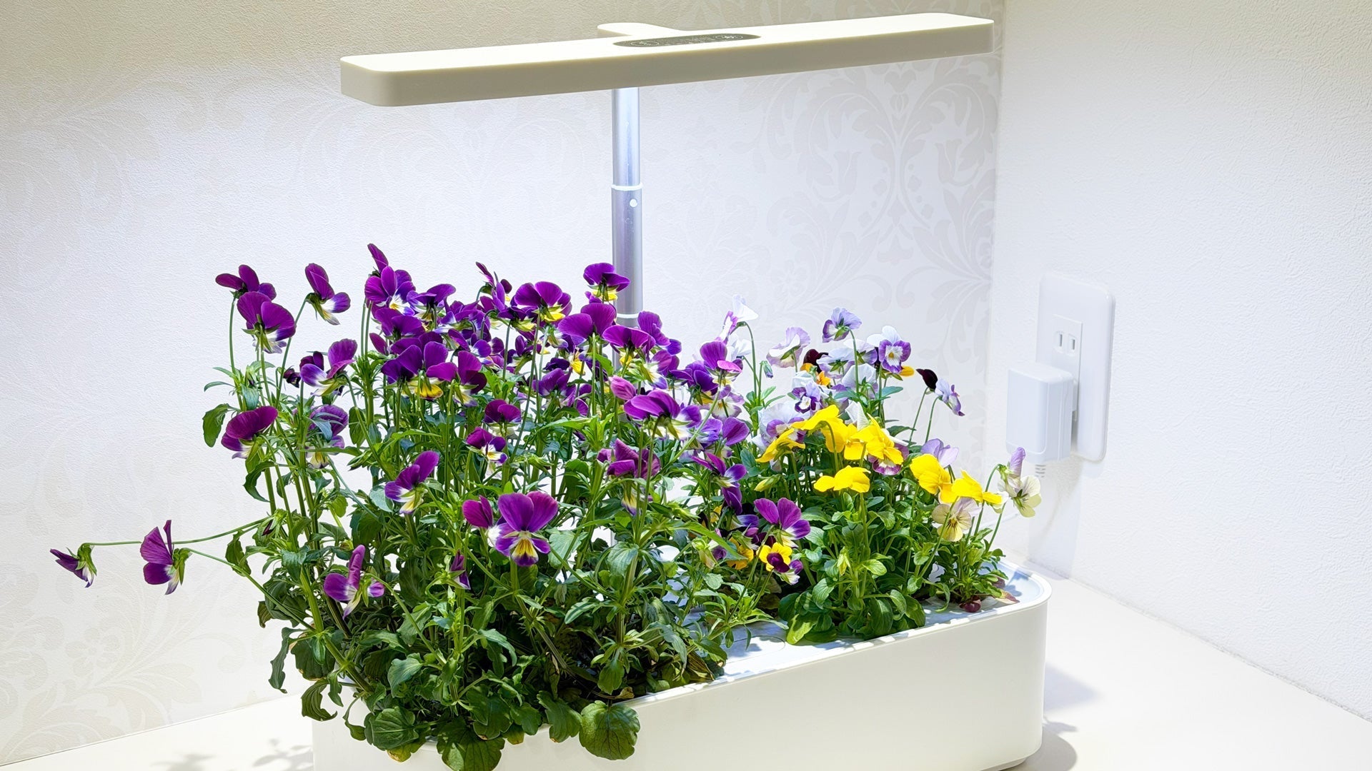 食べられる花、ビオラ53日の生育記録