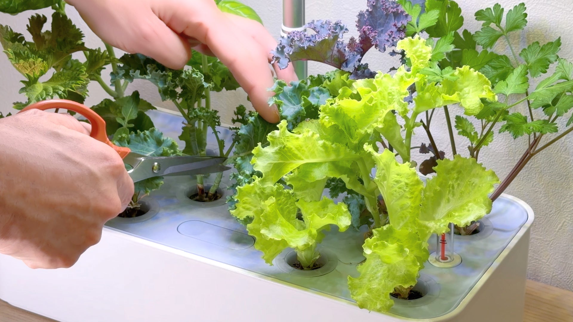 水の庭 W1501 家庭用水耕栽培機