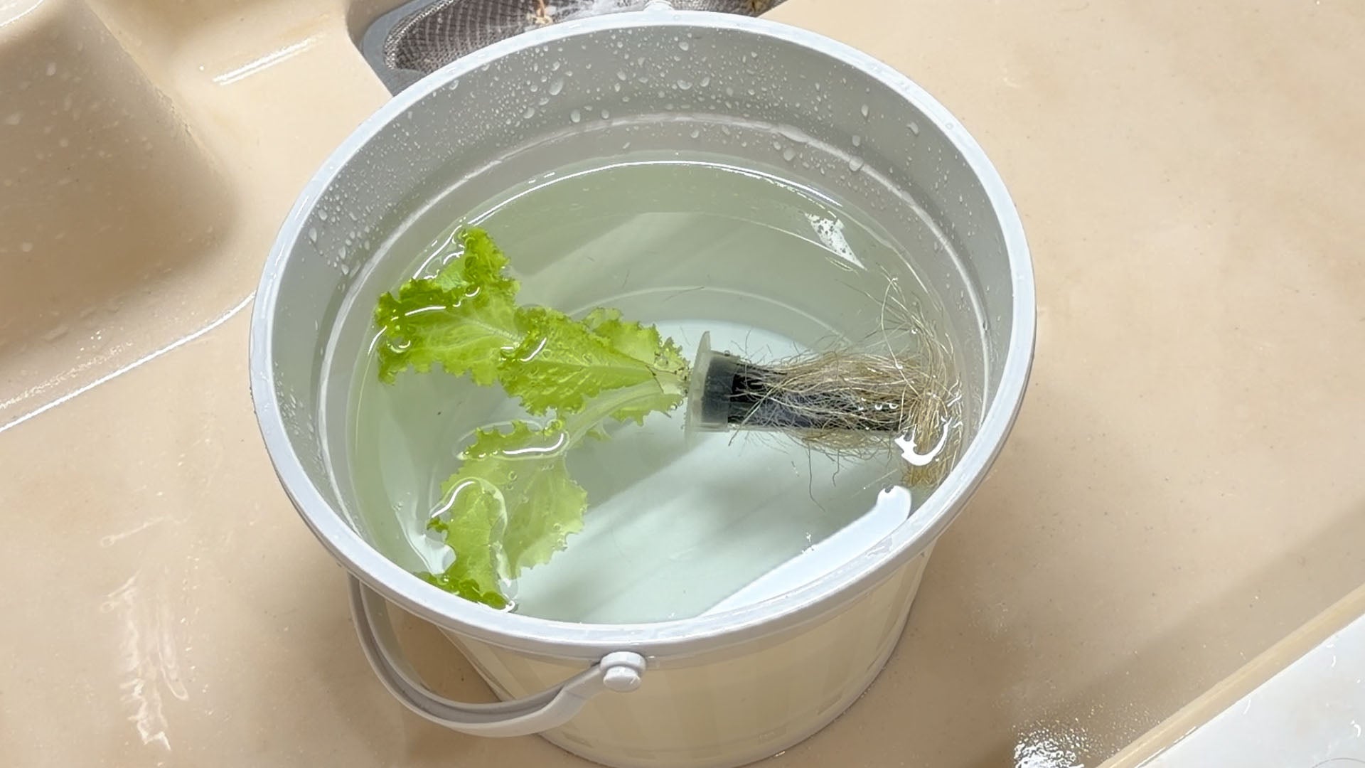 水の庭　水耕栽培 水の庭」水耕栽培のコツ