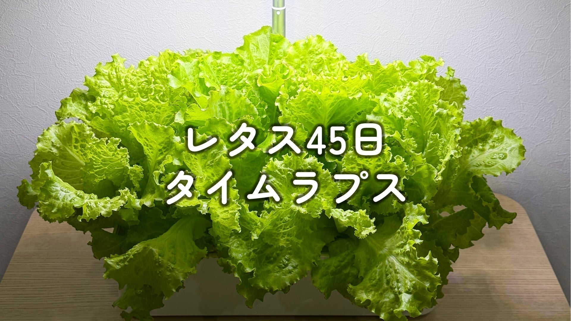 たった45日でわさわさ！レタスの爆成長タイムラプス #成長記録