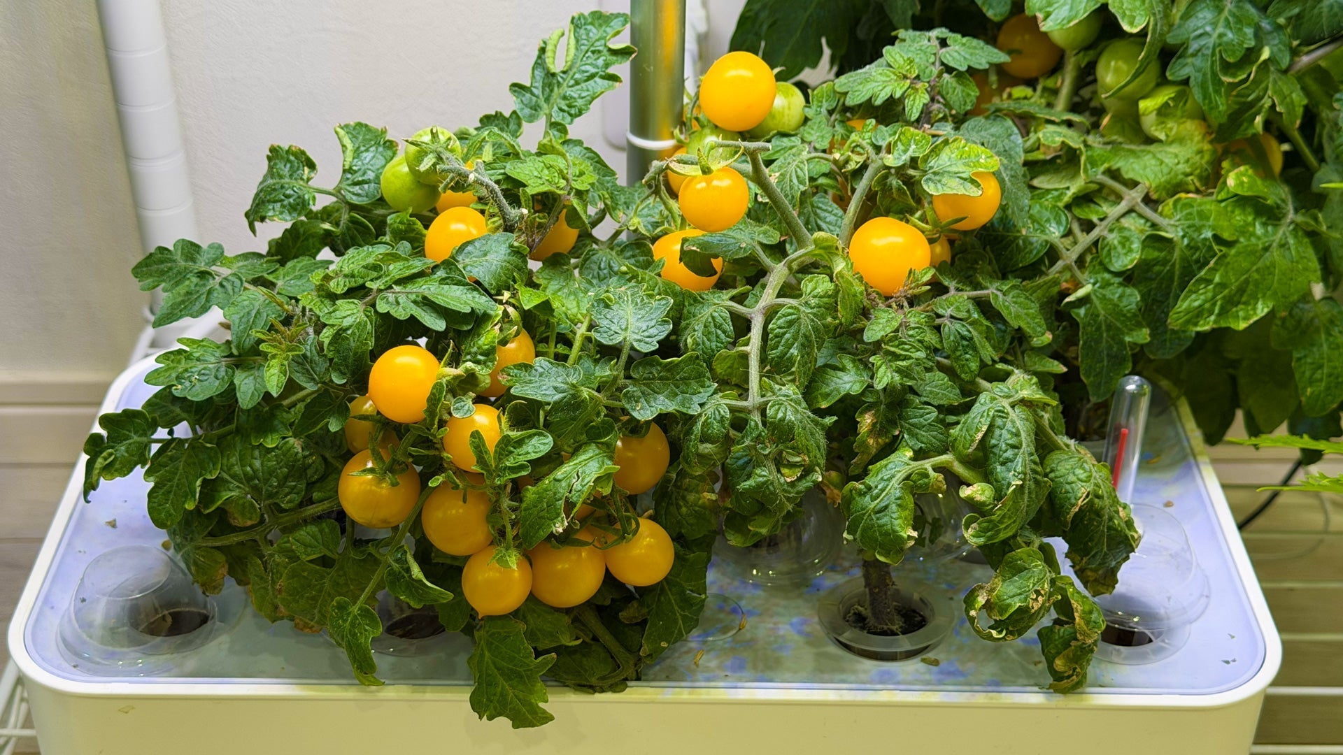 背が高くならない不思議なトマト