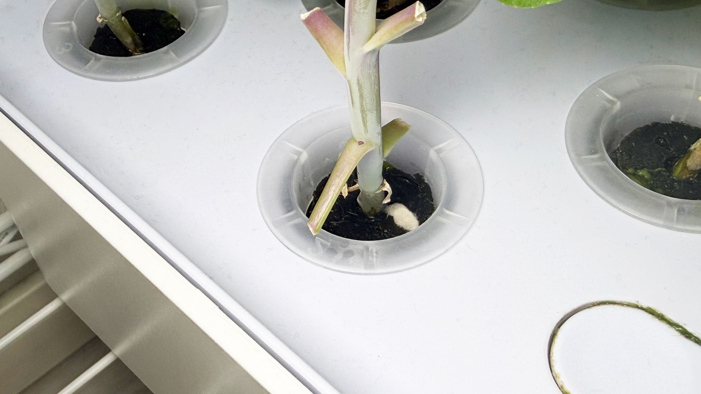 栽培スポンジにカビが生えたら