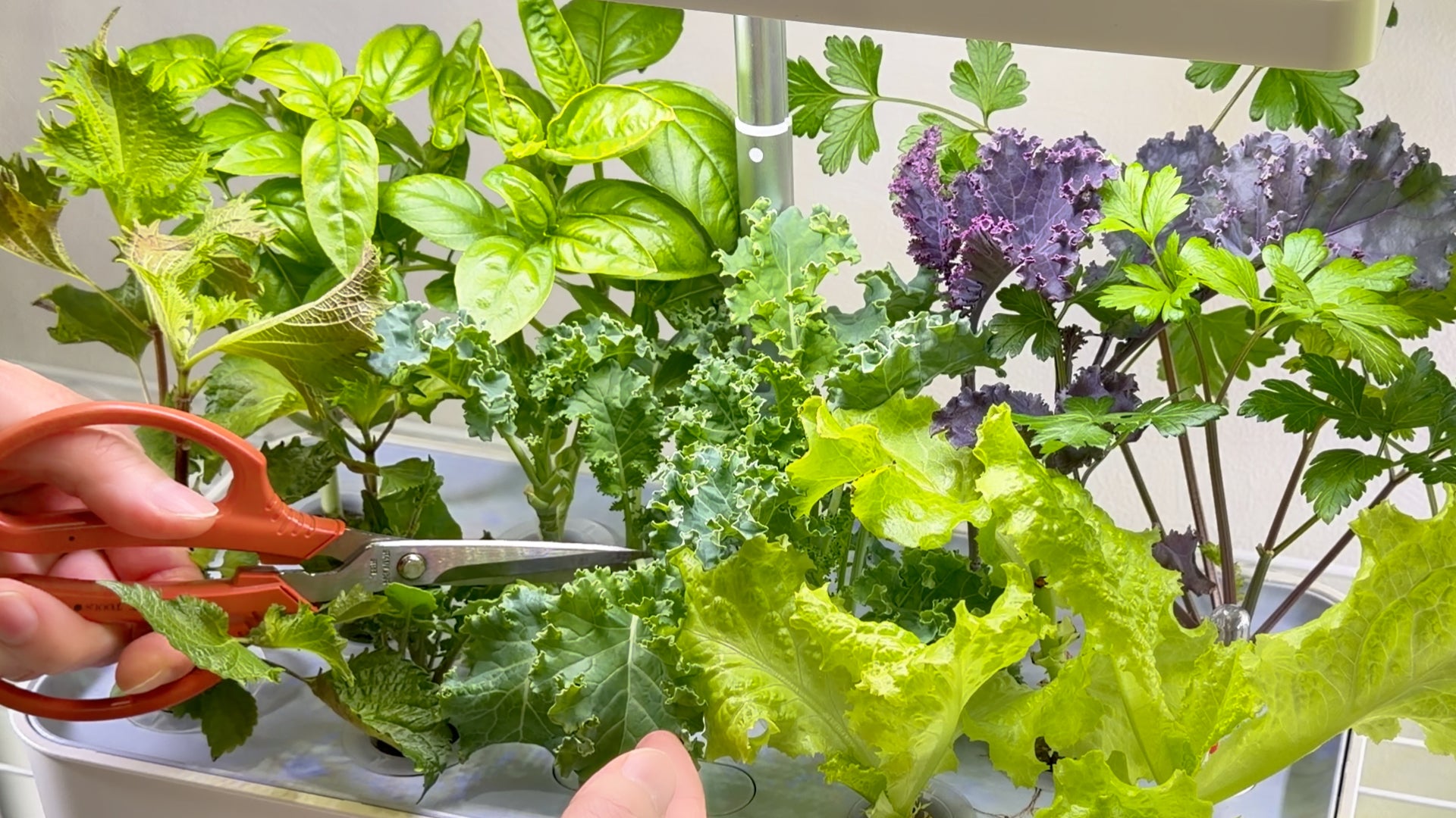 水の庭 W1501 水耕栽培機